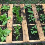 Our first pallet garden